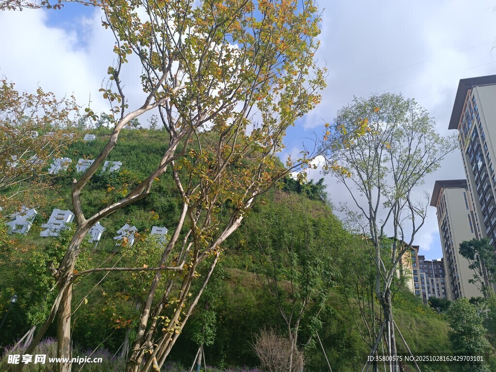 城市中繁茂樹木與藍天