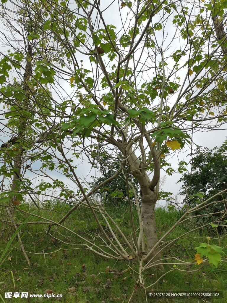 野外綠樹自然清新景象