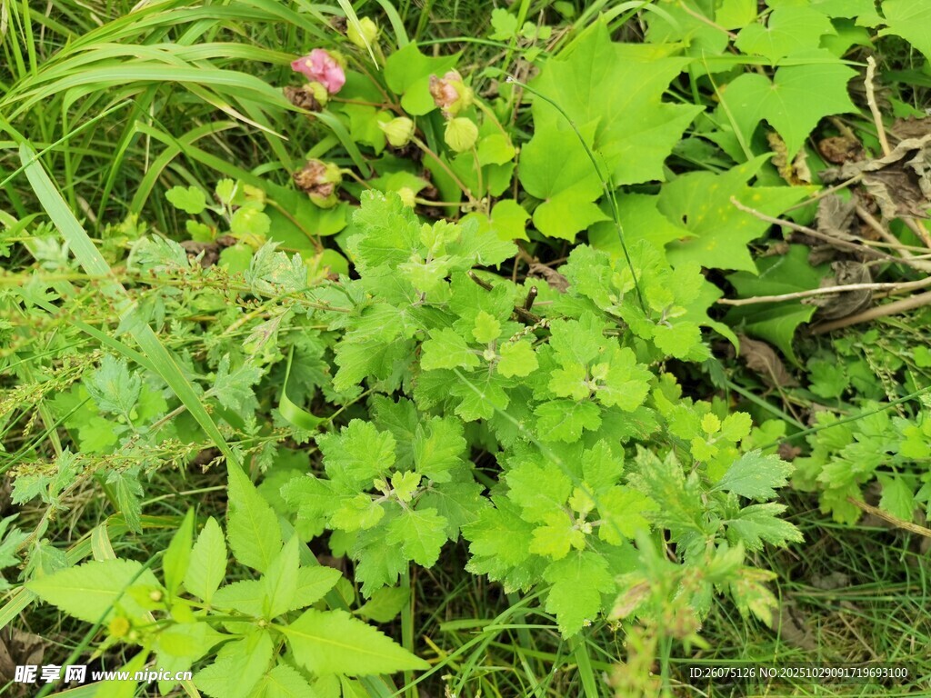 繁茂綠植生機盎然