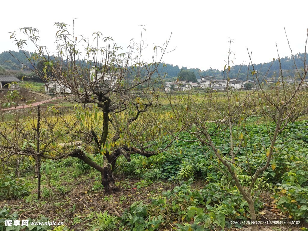 鄉(xiāng)村田野中的光禿果樹