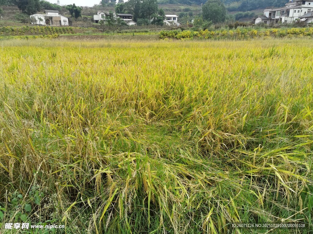 金黃稻田展現(xiàn)田園風(fēng)光