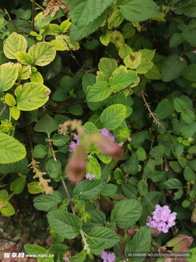 綠葉叢中的多彩植物