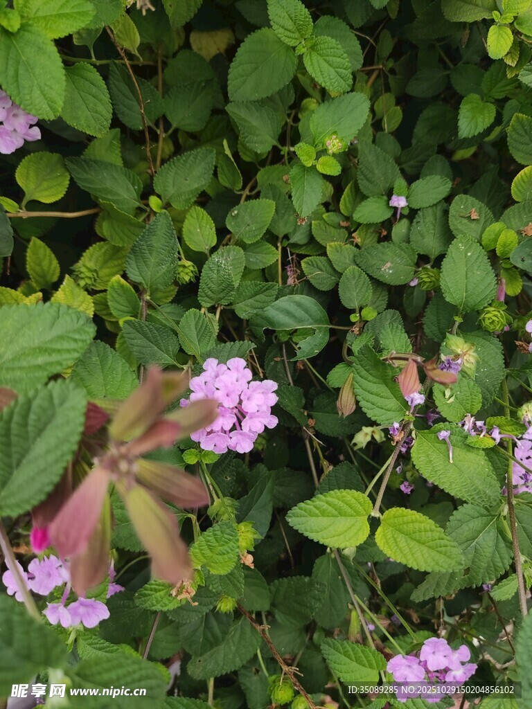 綠葉叢中的粉色小花