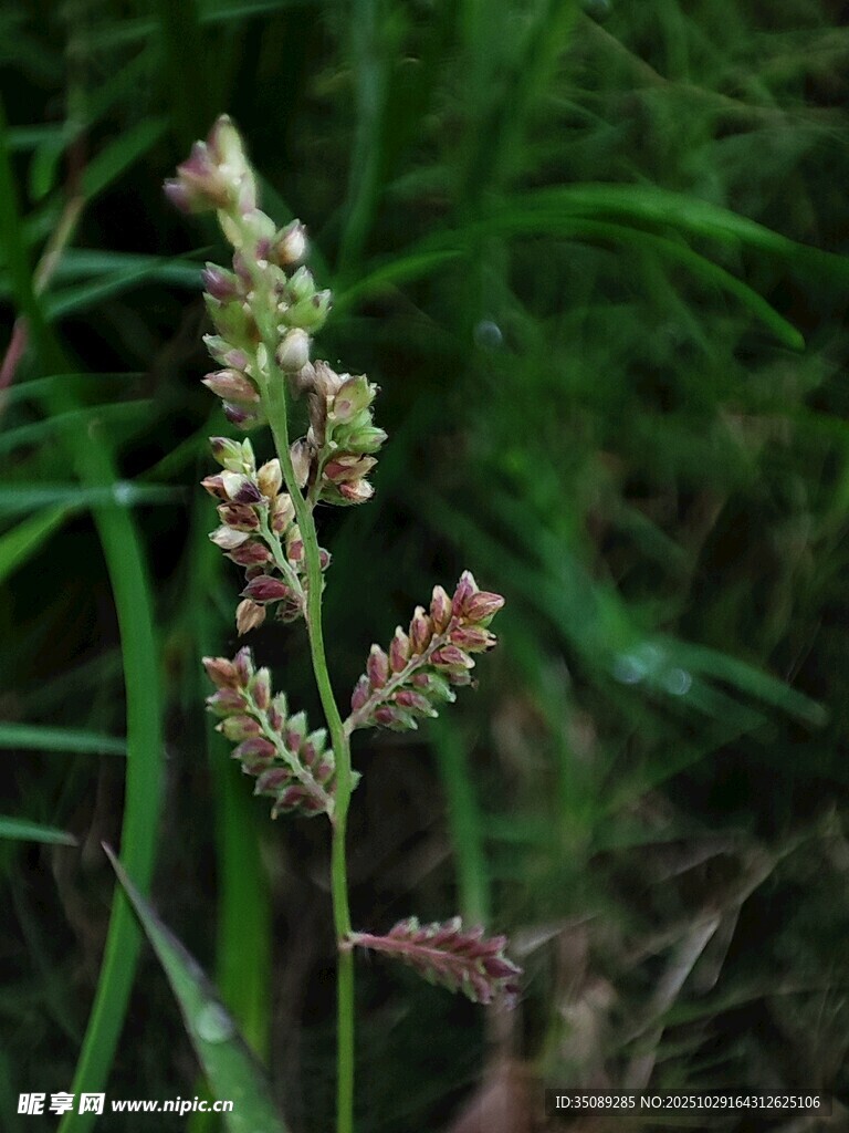 一株開著小花的野草