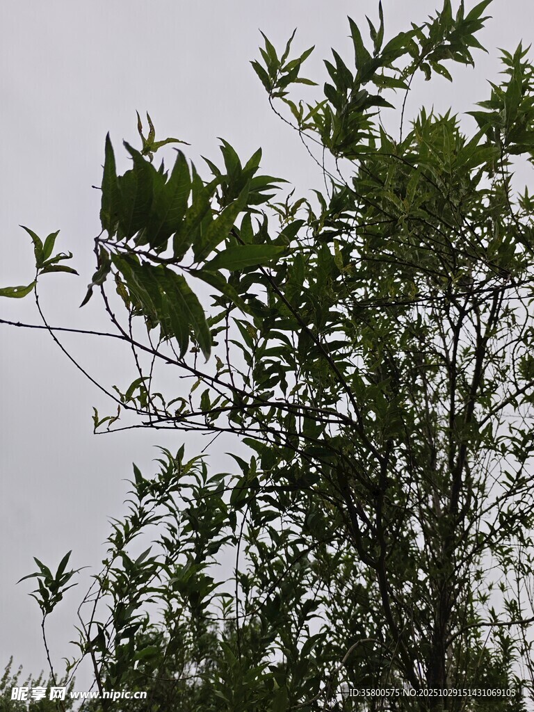 枝葉繁茂的綠色樹(shù)木
