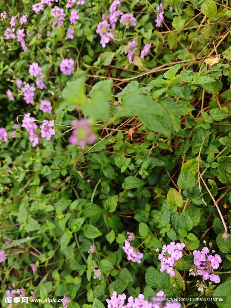 花叢綠意盎然的美麗景致