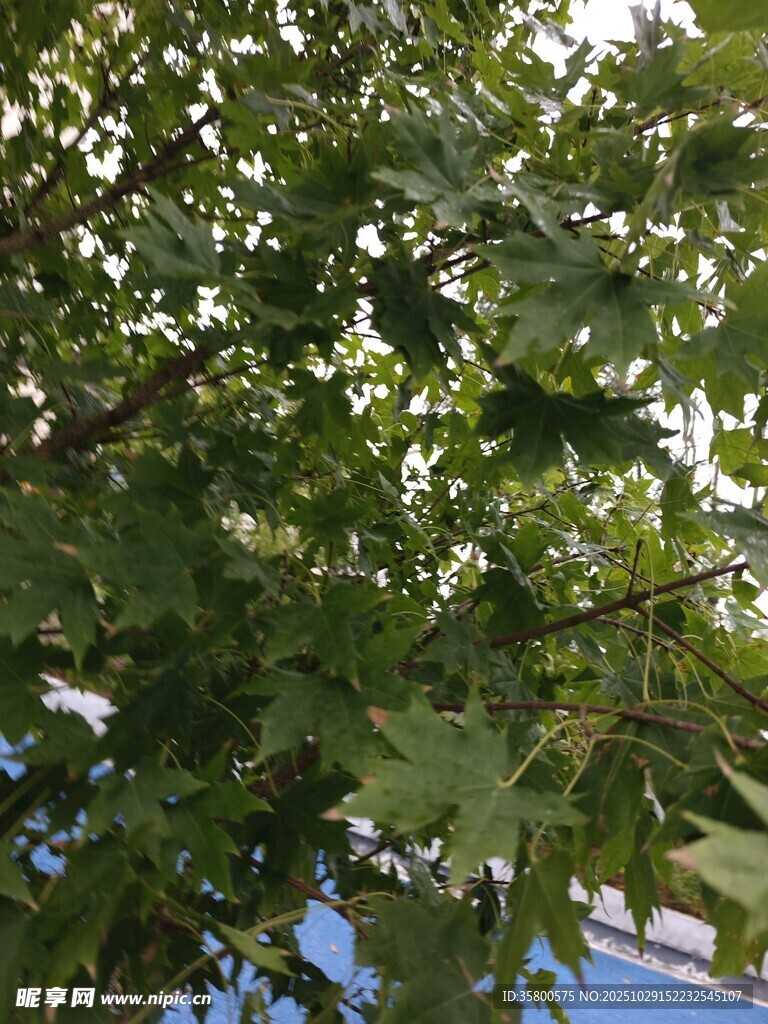 繁茂綠葉下的自然景致