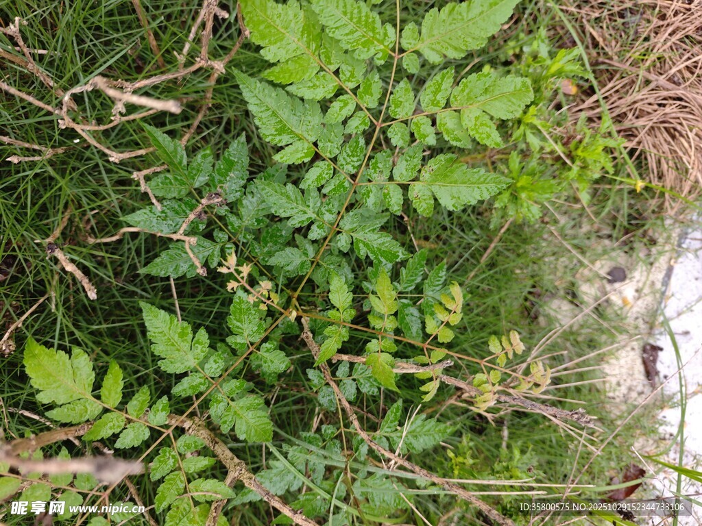 茂密蕨類植物特寫