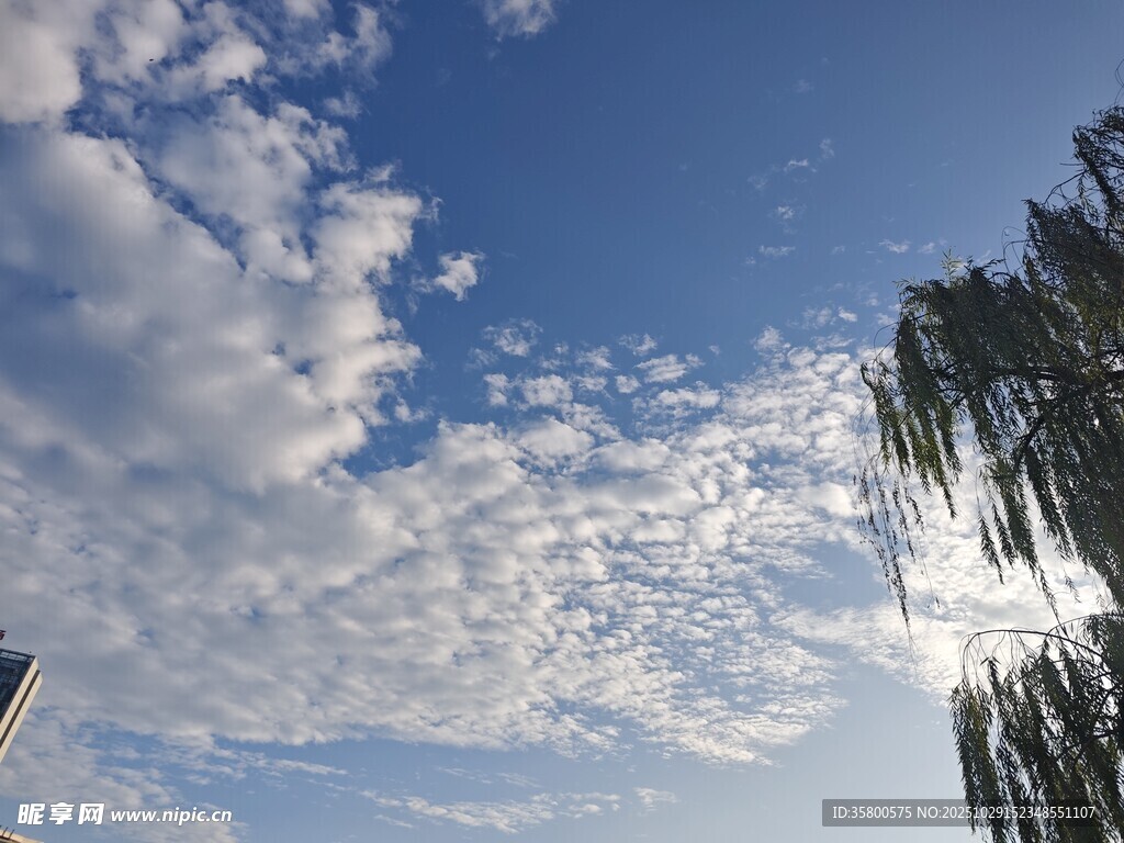 藍天白云下的垂柳美景