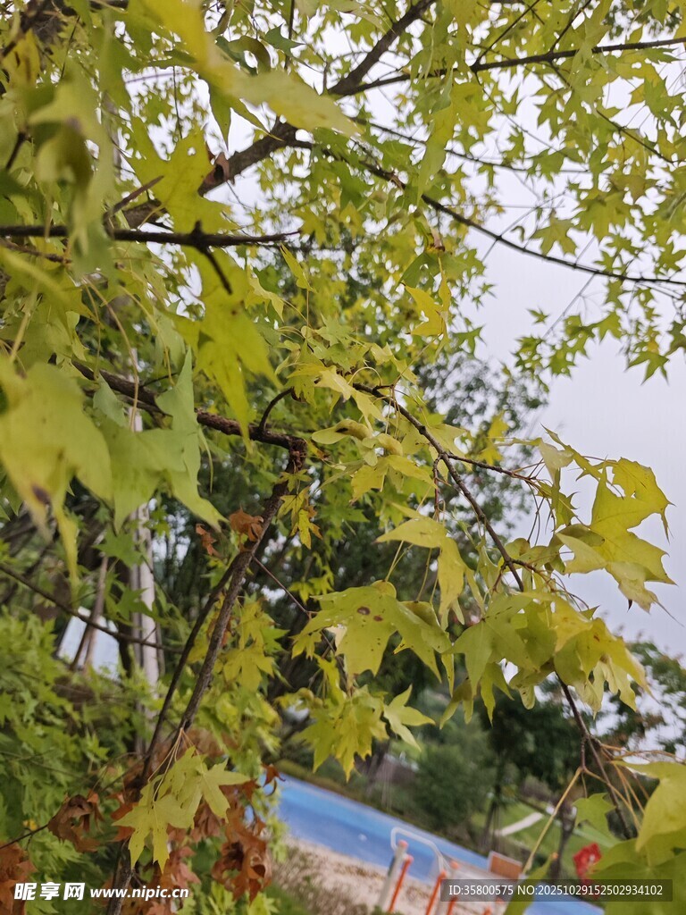 秋日枝頭綠意與黃葉交織