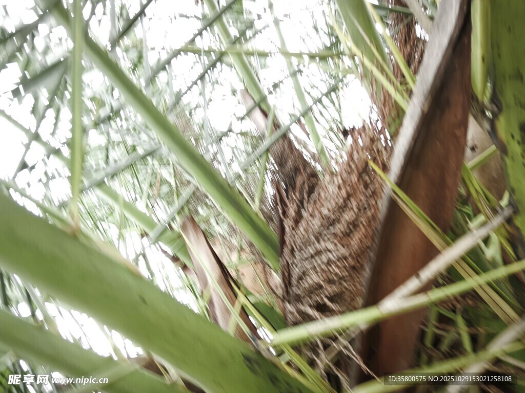 草叢中的小鳥(niǎo)