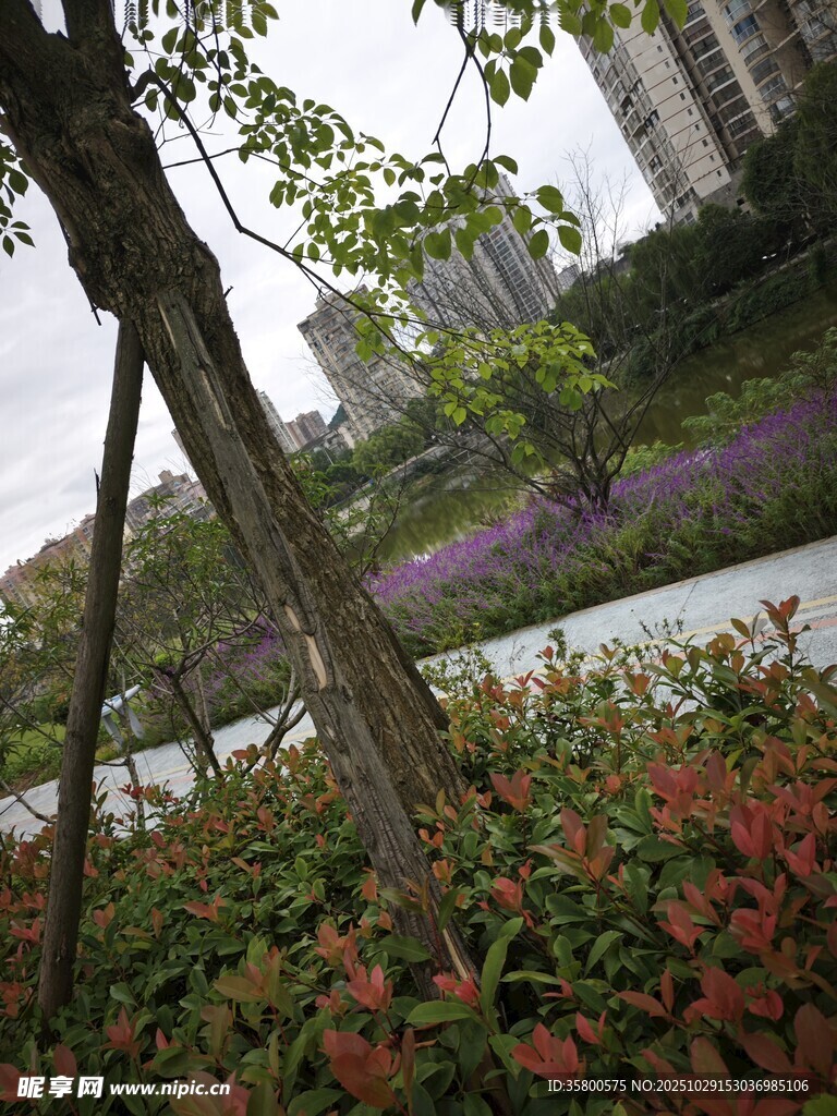 城市綠植景觀一角