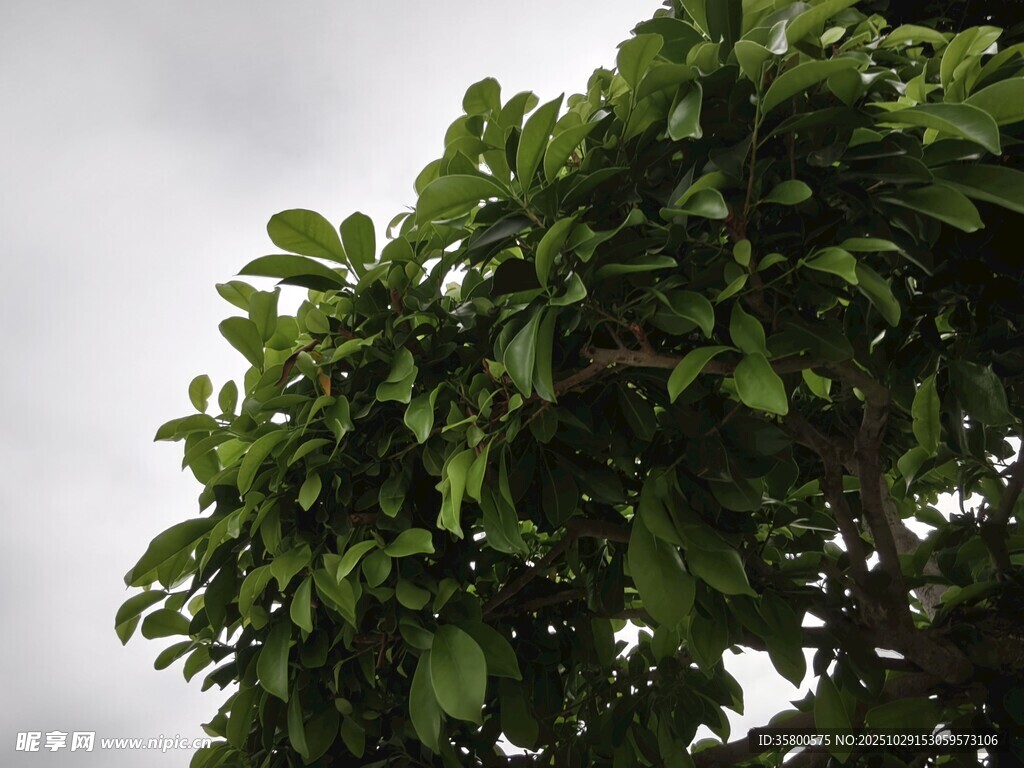 綠葉繁茂的樹冠