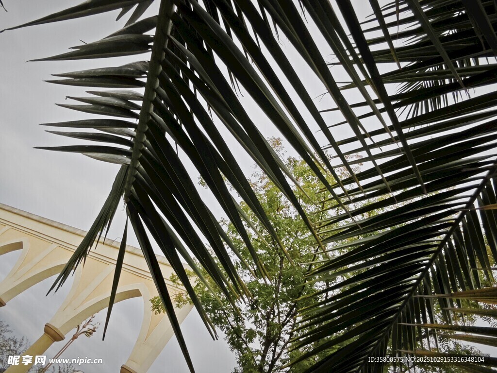 棕櫚葉下的自然景致