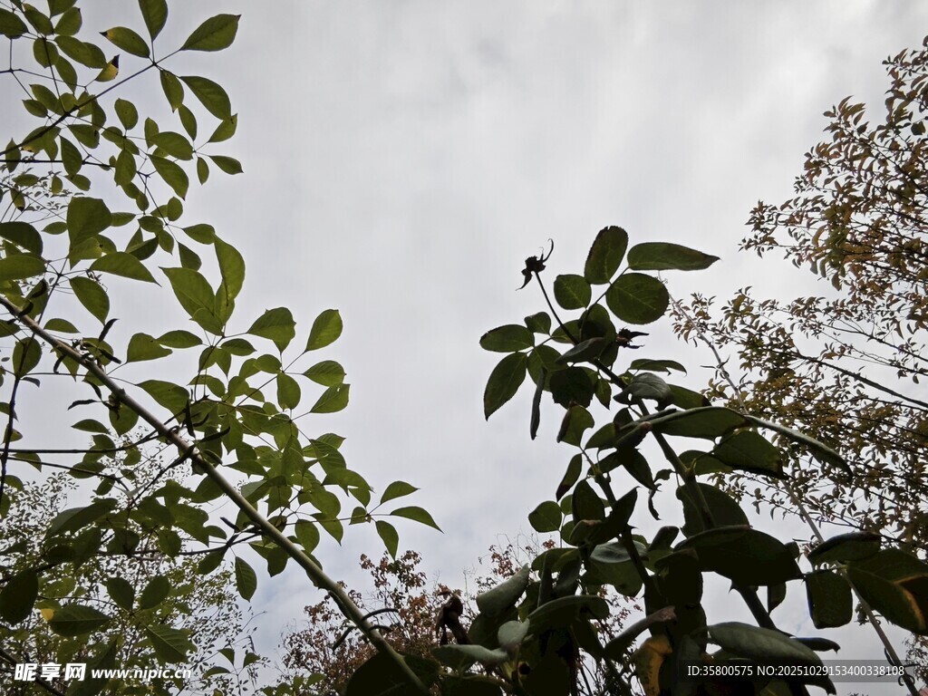 仰視枝葉間的天空