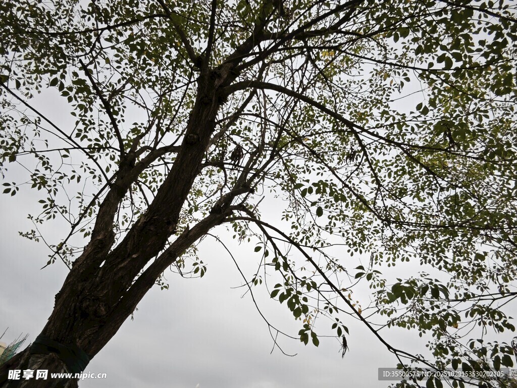 仰視視角下的繁茂樹枝