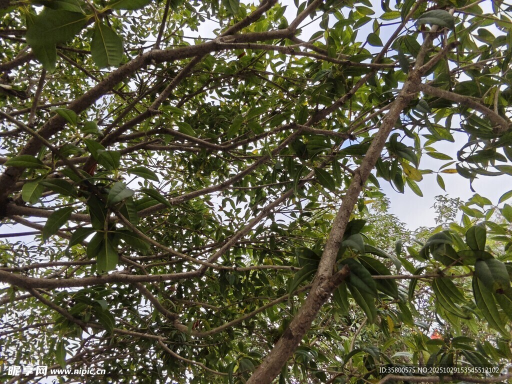 仰視繁茂樹枝綠葉景象