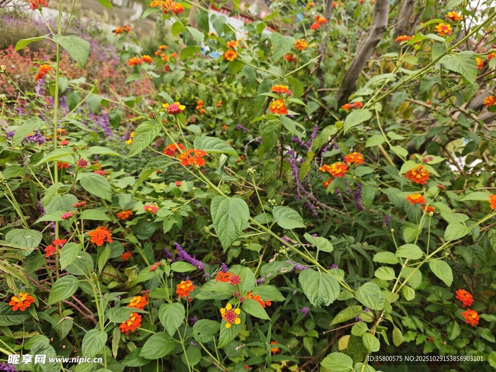 枝頭橙果與綠葉相映成趣