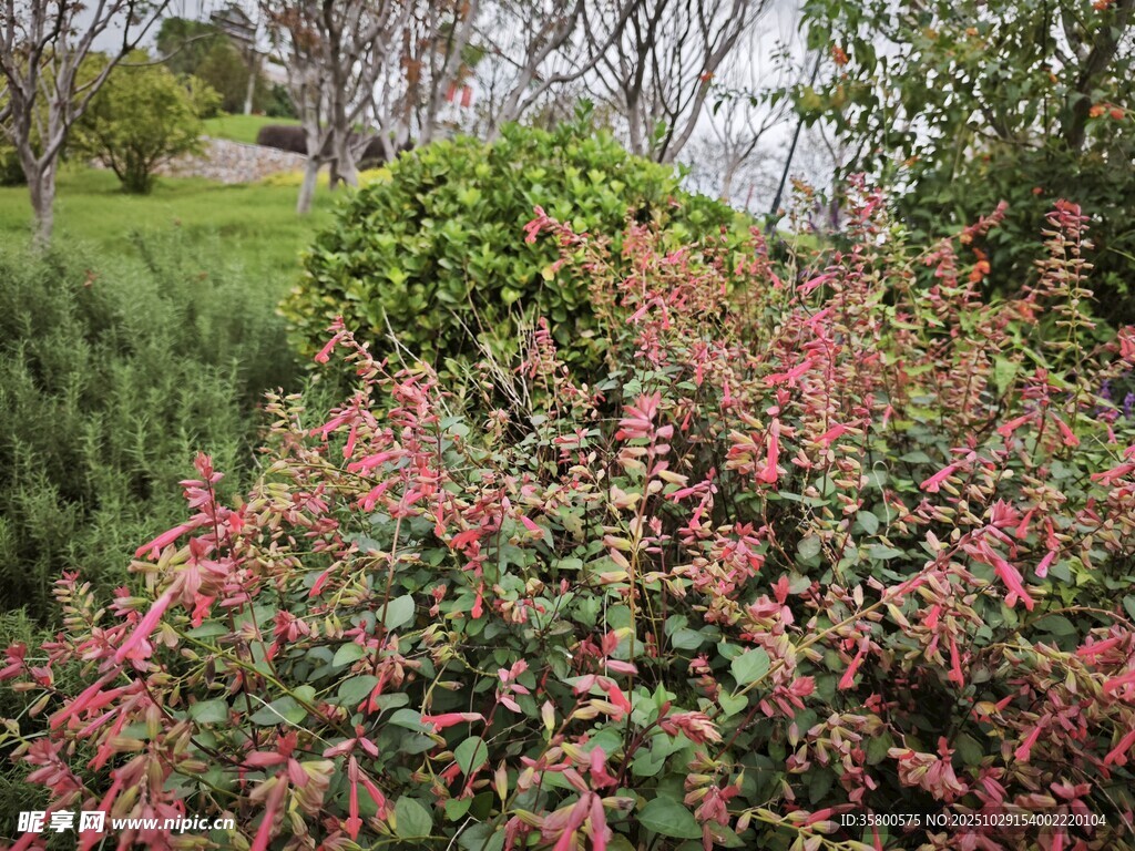 色彩斑斕的戶外灌木叢