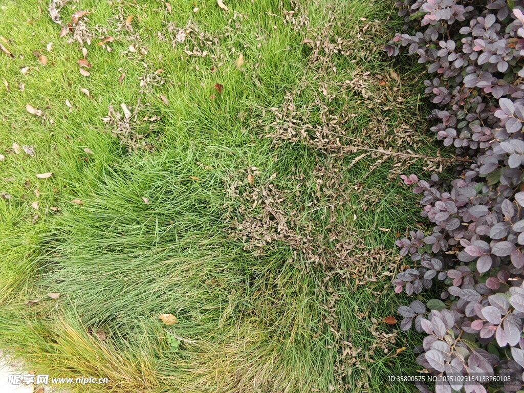 綠草與紫色植物的景致