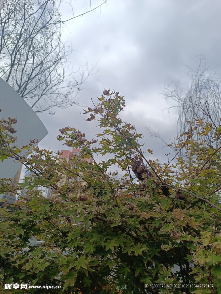 戶外綠植與朦朧天空景象