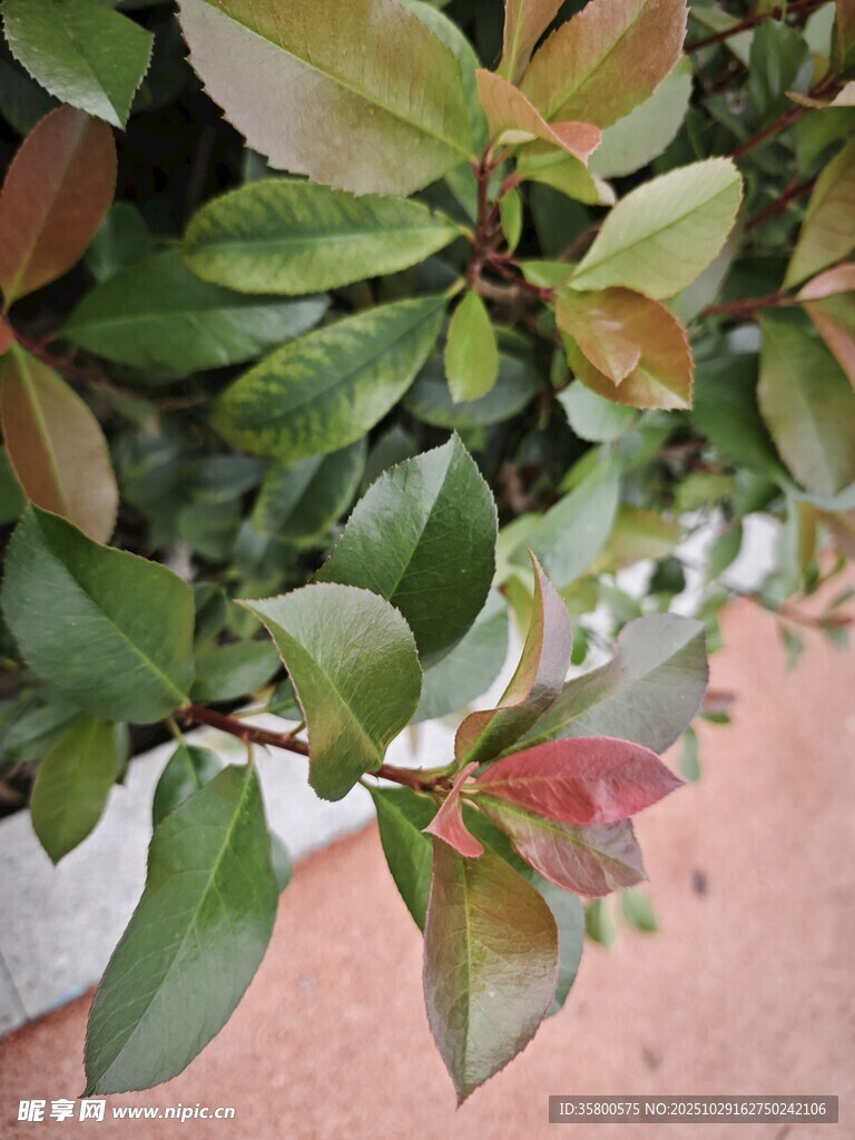 綠葉紅邊植物特寫