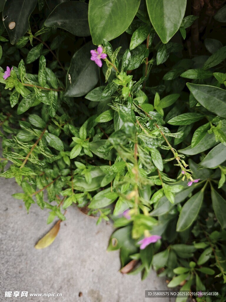 墻邊綻放的紫色小花