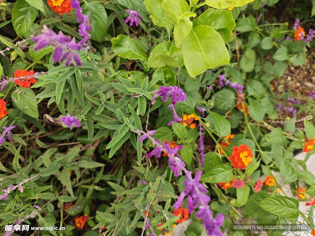 多彩花卉植物景觀