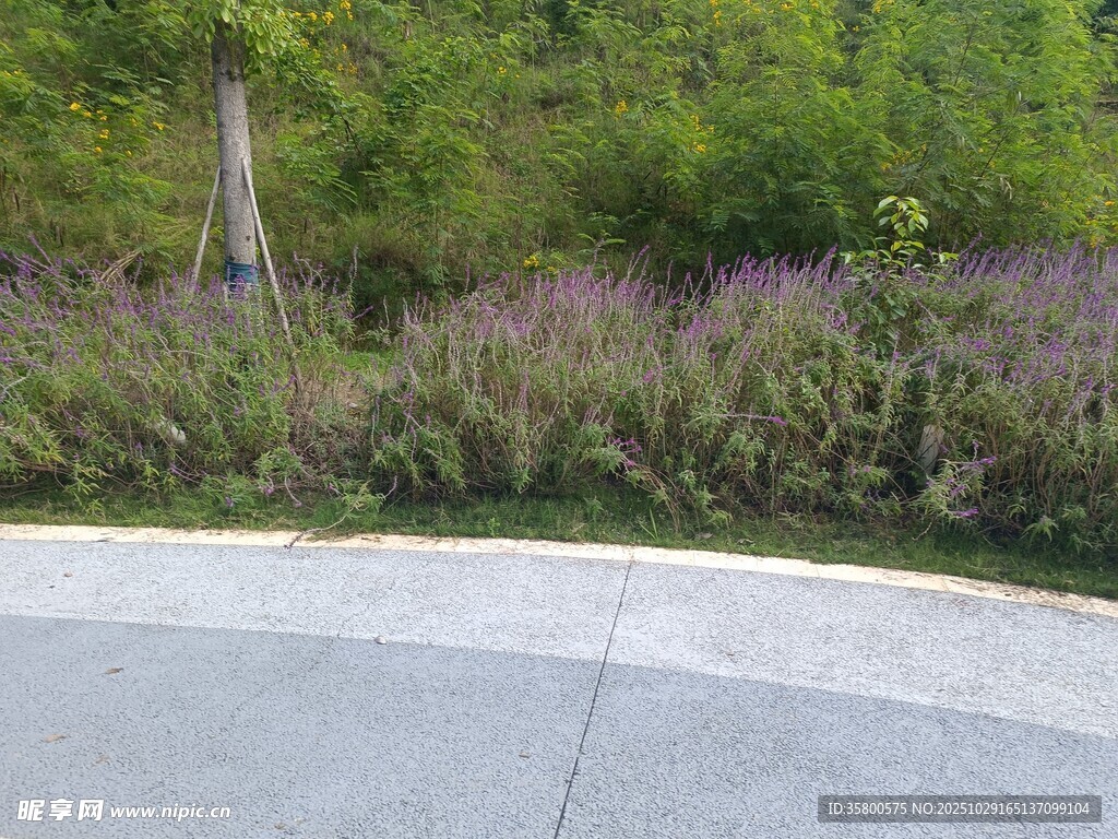 戶(hù)外綠植環(huán)繞的道路景觀