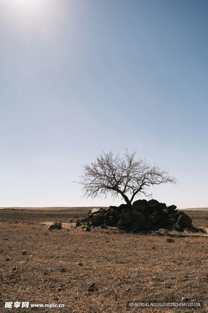 曠野孤樹盡顯蒼涼之美