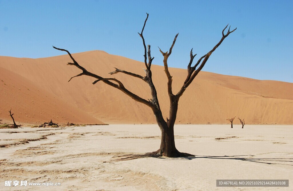 沙漠中的孤獨枯樹