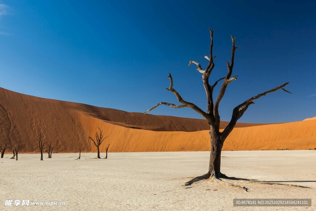沙漠中孤獨(dú)的枯樹景觀