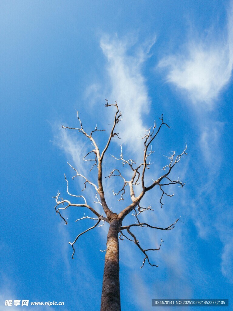 藍天之下的枯樹