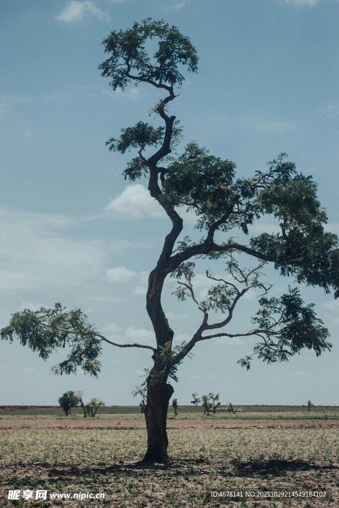 曠野中孤獨(dú)扭曲的樹木