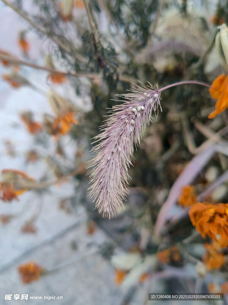 毛茸茸的植物特寫