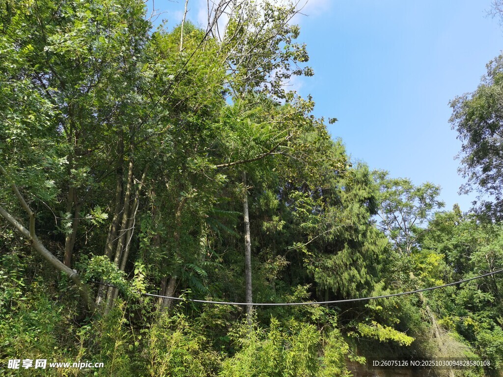 茂密山林綠意盎然