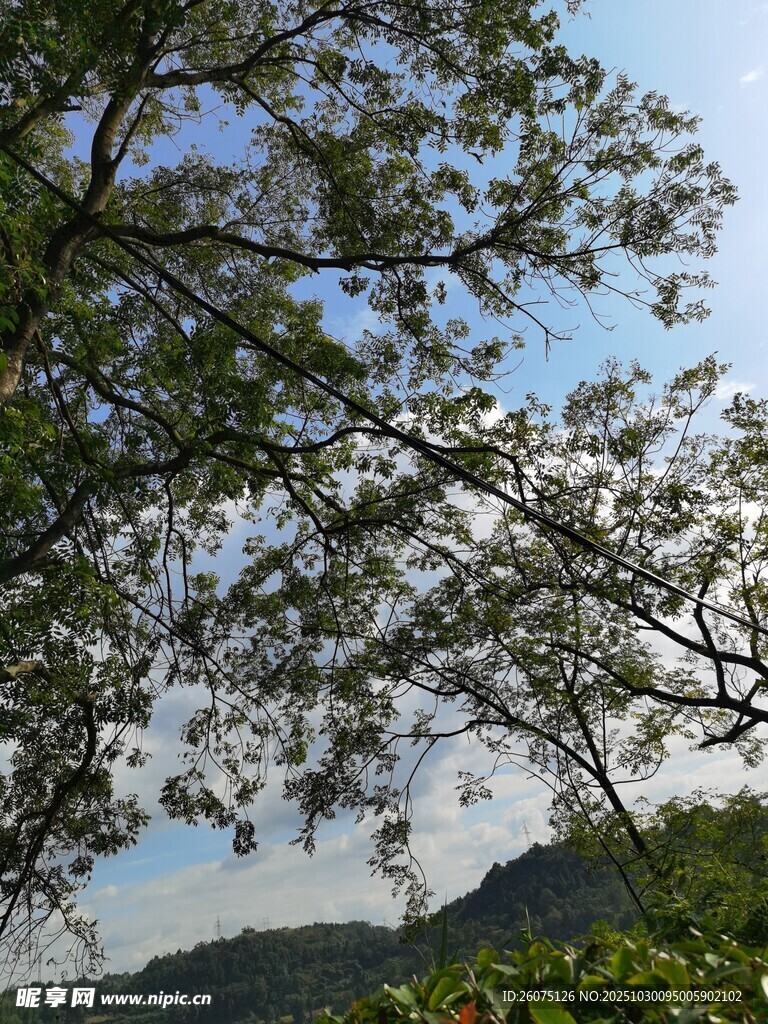 藍(lán)天綠樹間的自然風(fēng)景