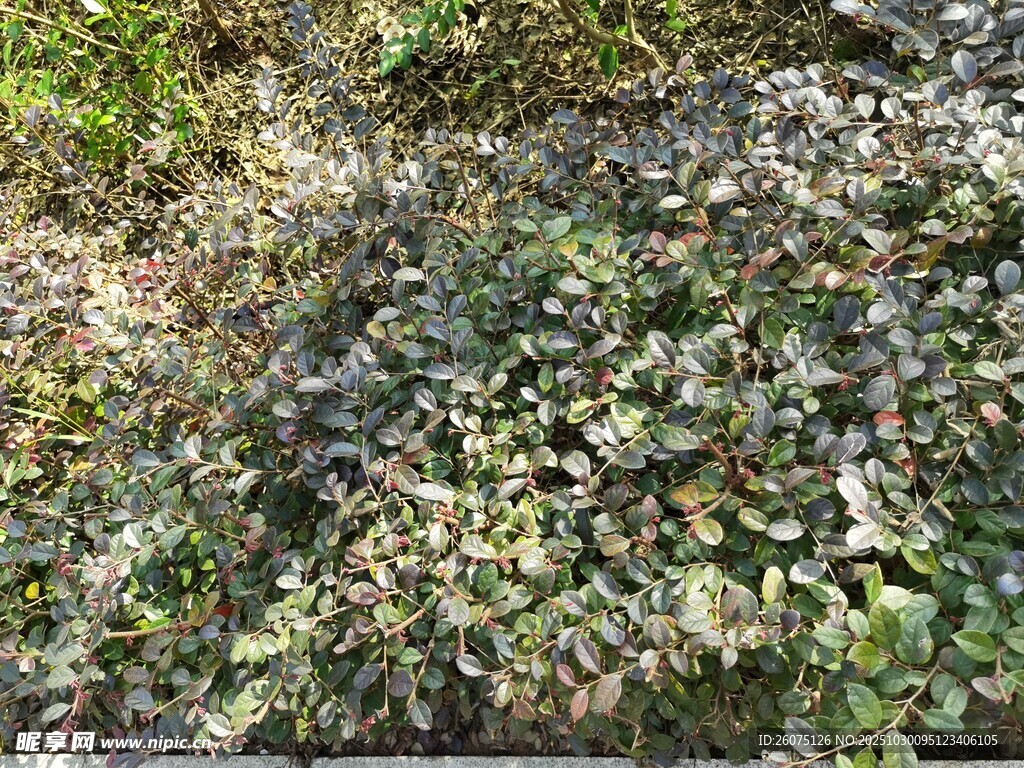 地面散落的枯葉與碎石