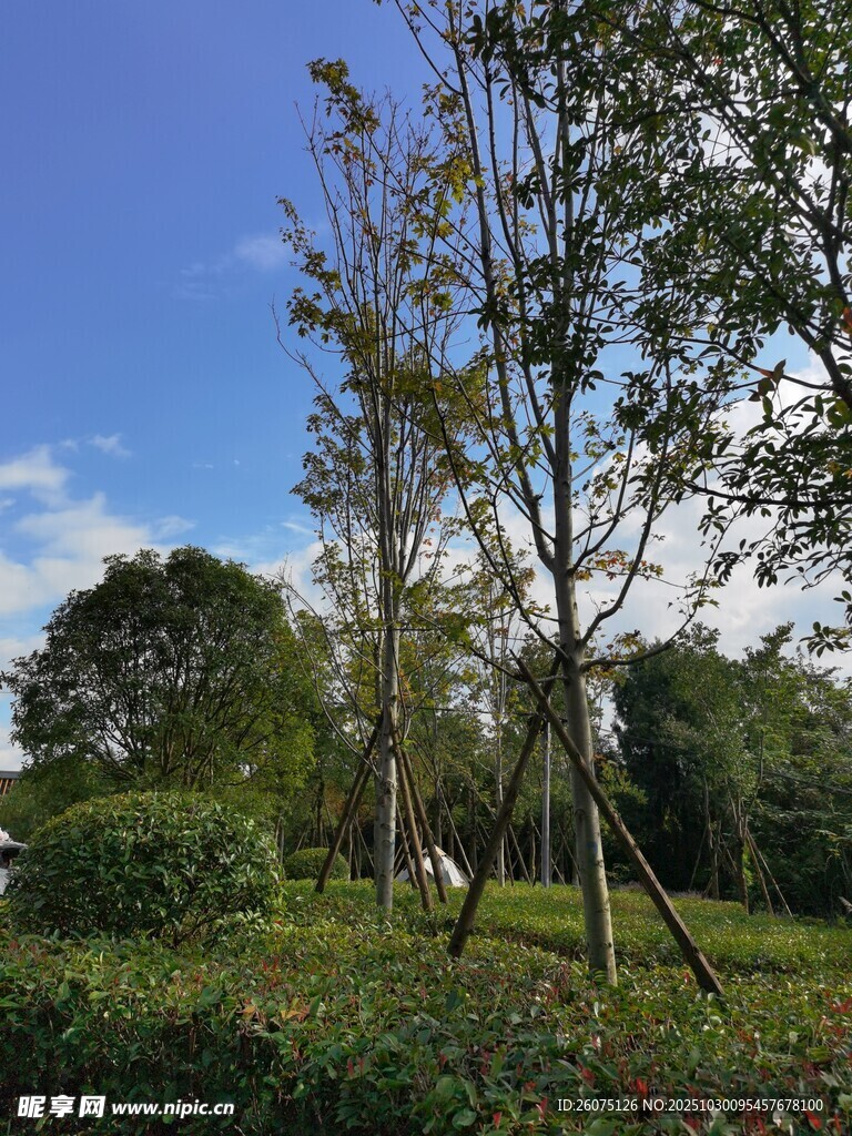 戶外綠樹(shù)藍(lán)天景致