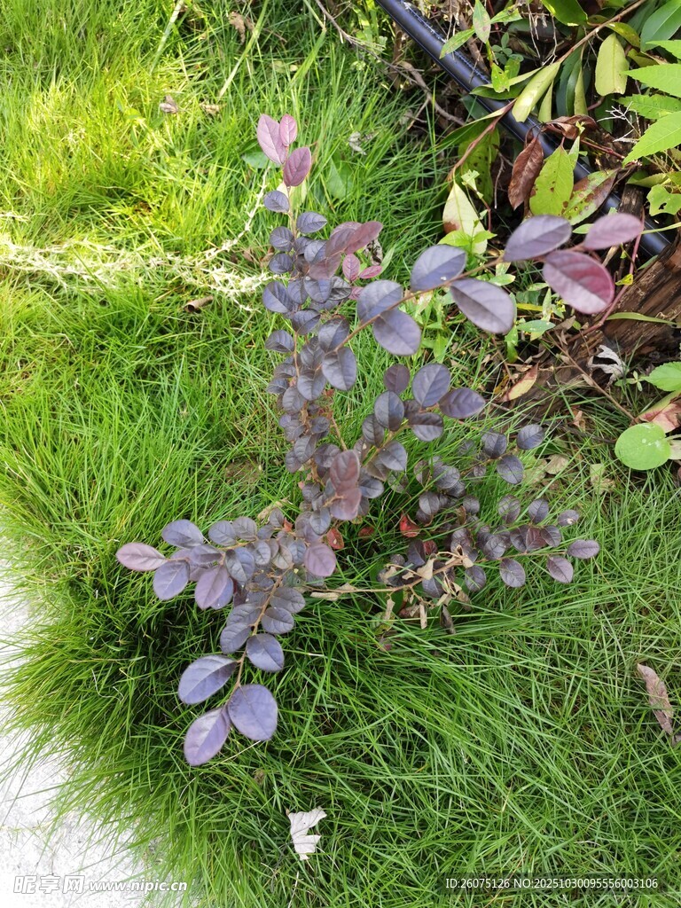 草叢中的紫色植物