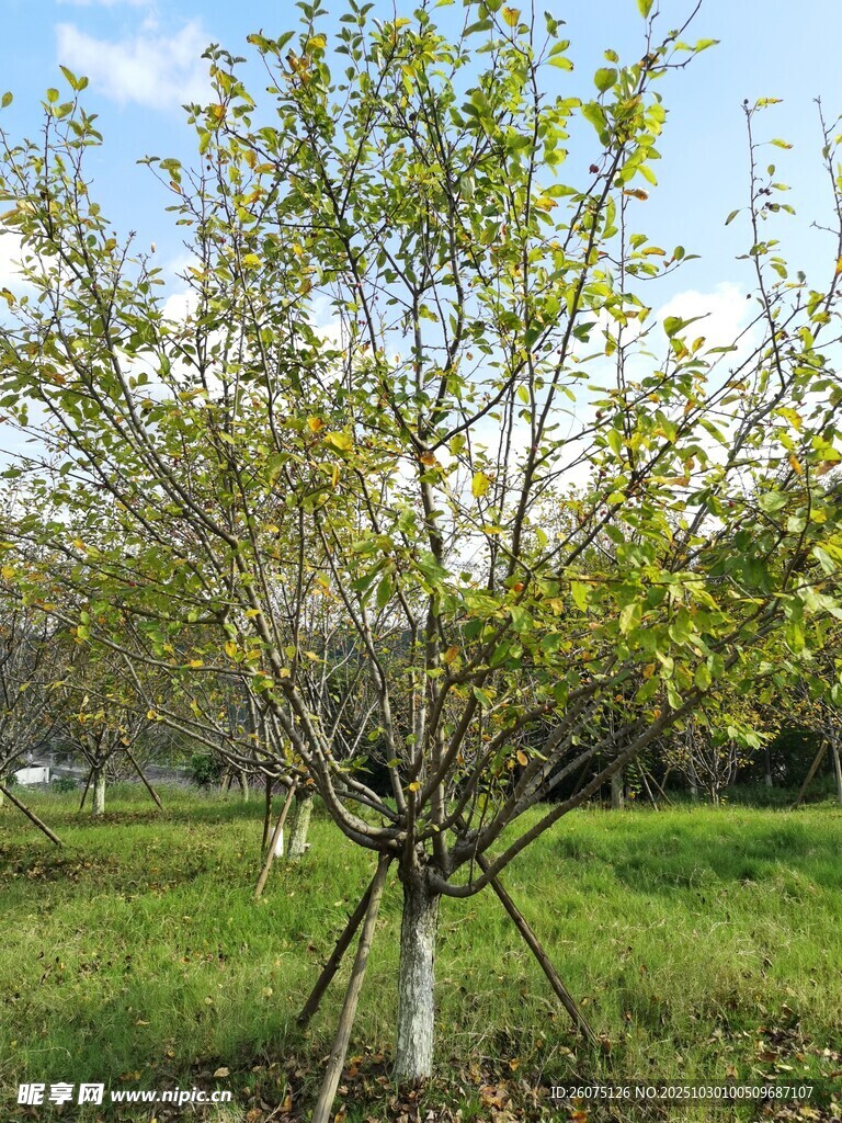 果園綠樹展現(xiàn)田園景致