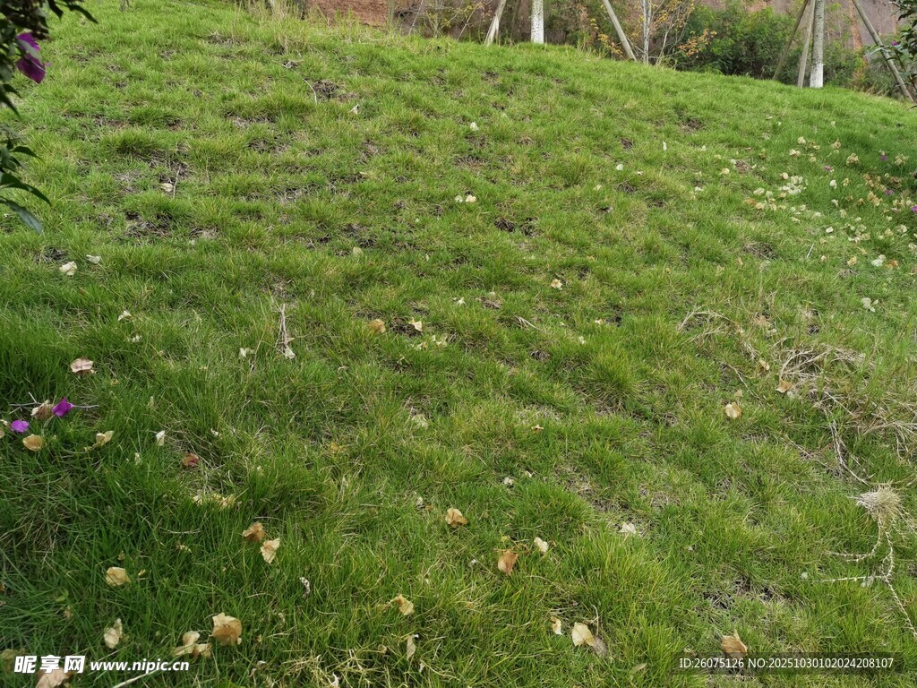 翠綠草坪散落些許枯葉