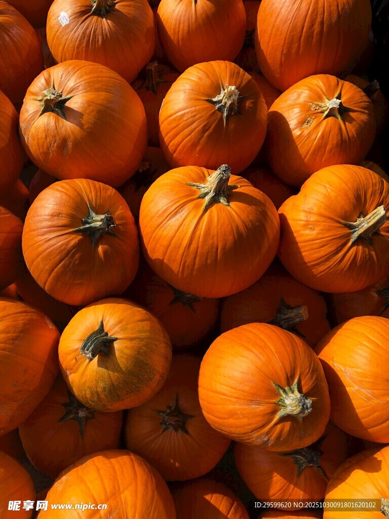 一堆橙色飽滿的新鮮南瓜
