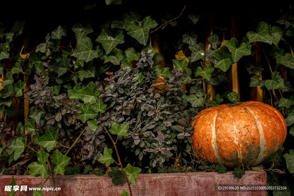墻邊南瓜與繁茂綠植