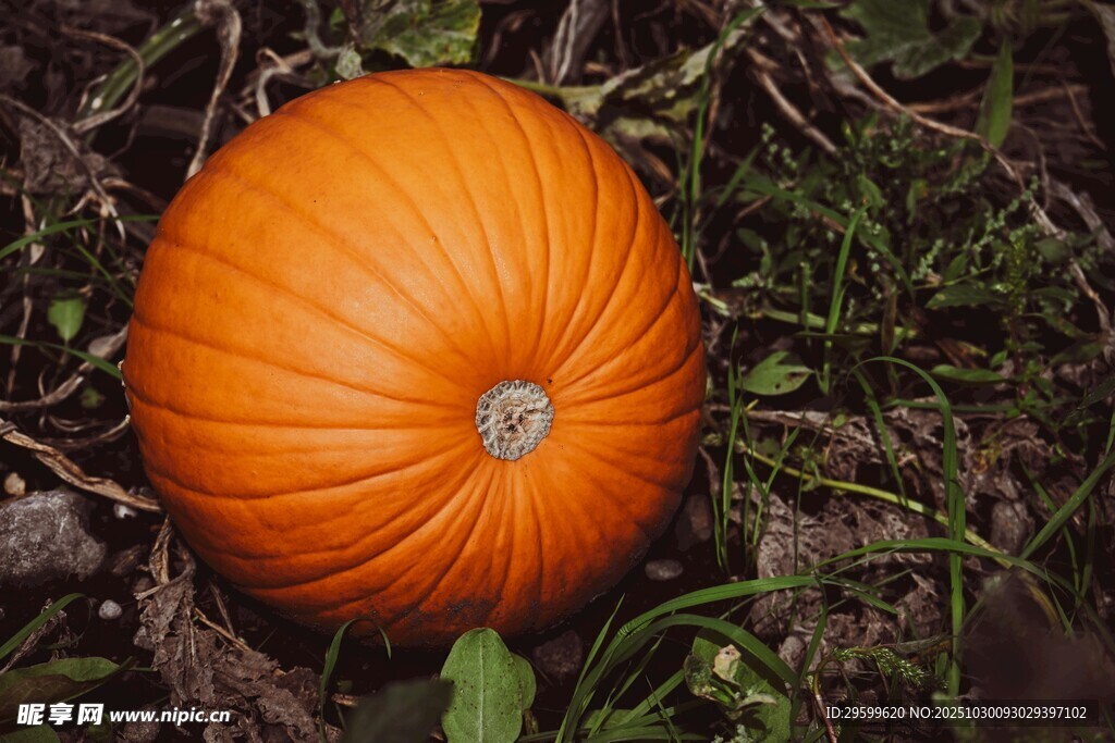 草地上的橙色大南瓜
