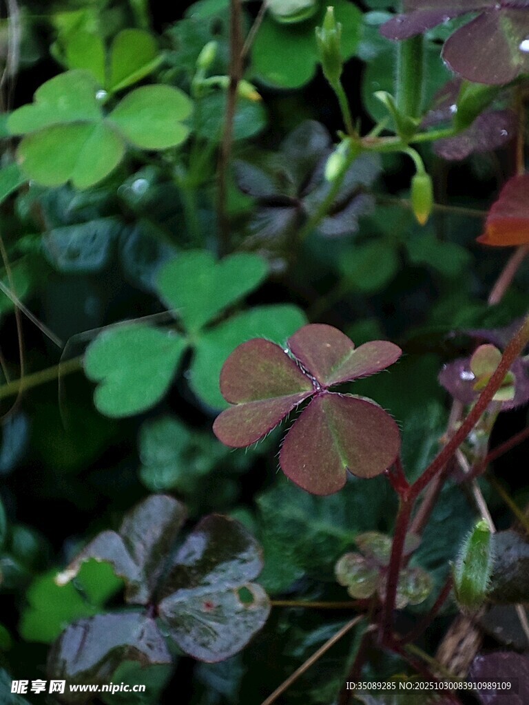 多彩三葉草特寫
