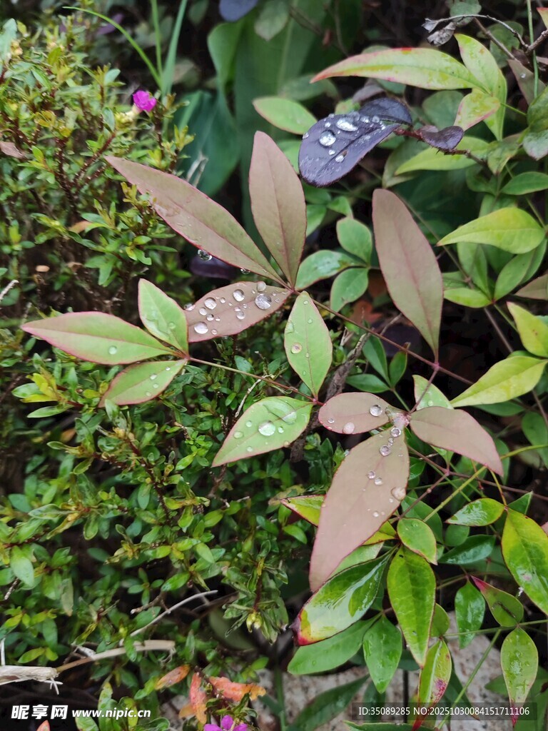 綠葉間的紫色蝴蝶