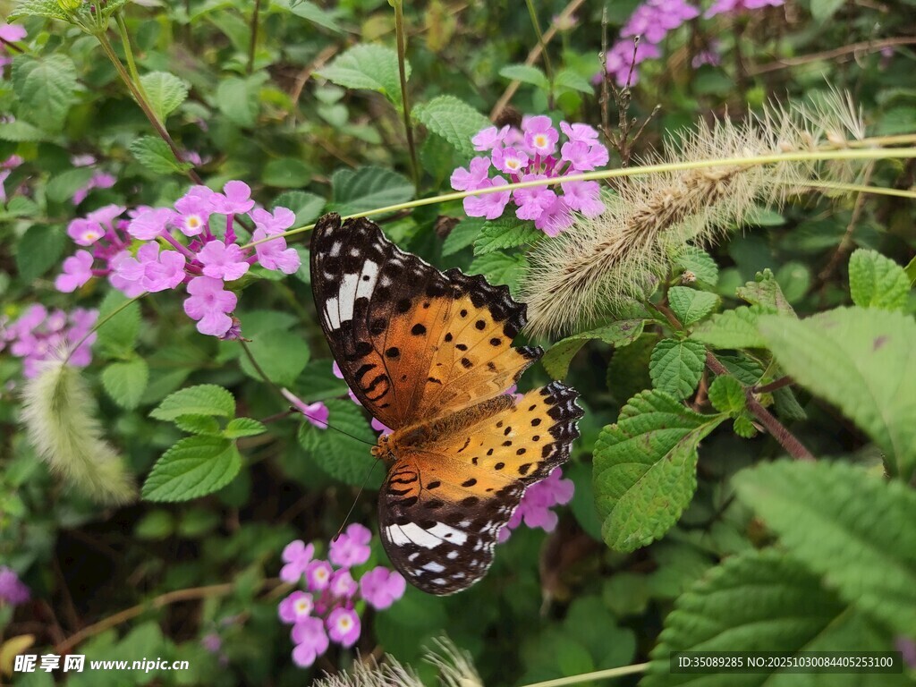 蝴蝶停駐于紫色小花間