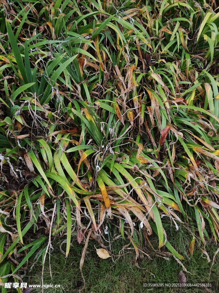 枯黃與翠綠交織的植物