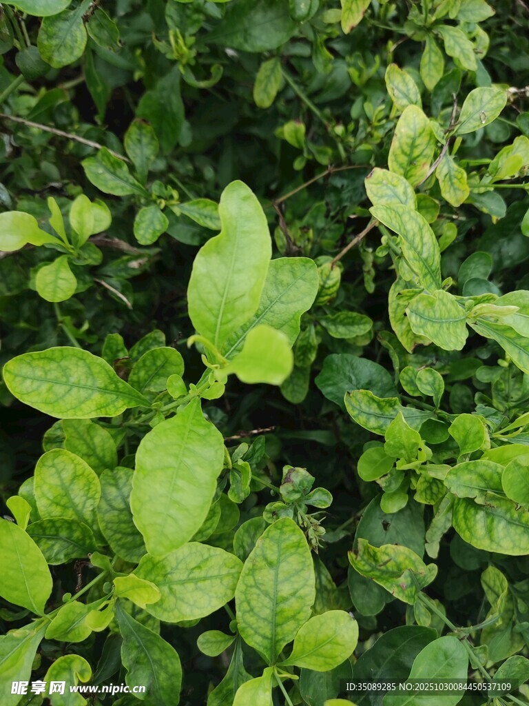 翠綠鮮嫩的植物葉片